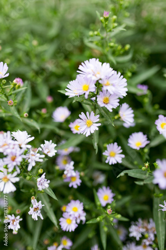 small blue flowers in nature