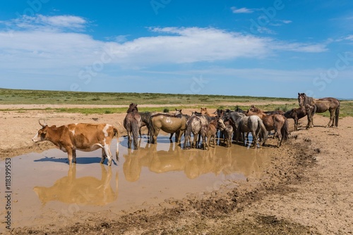 Rind und Pferde im Schlammbad in der Steppe