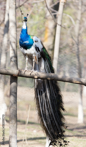 Peacock on a tree in zoo photo