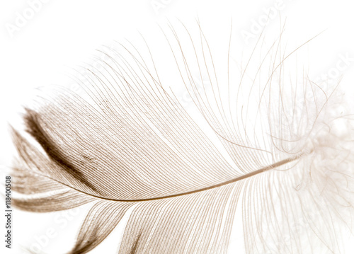 feather on a white background