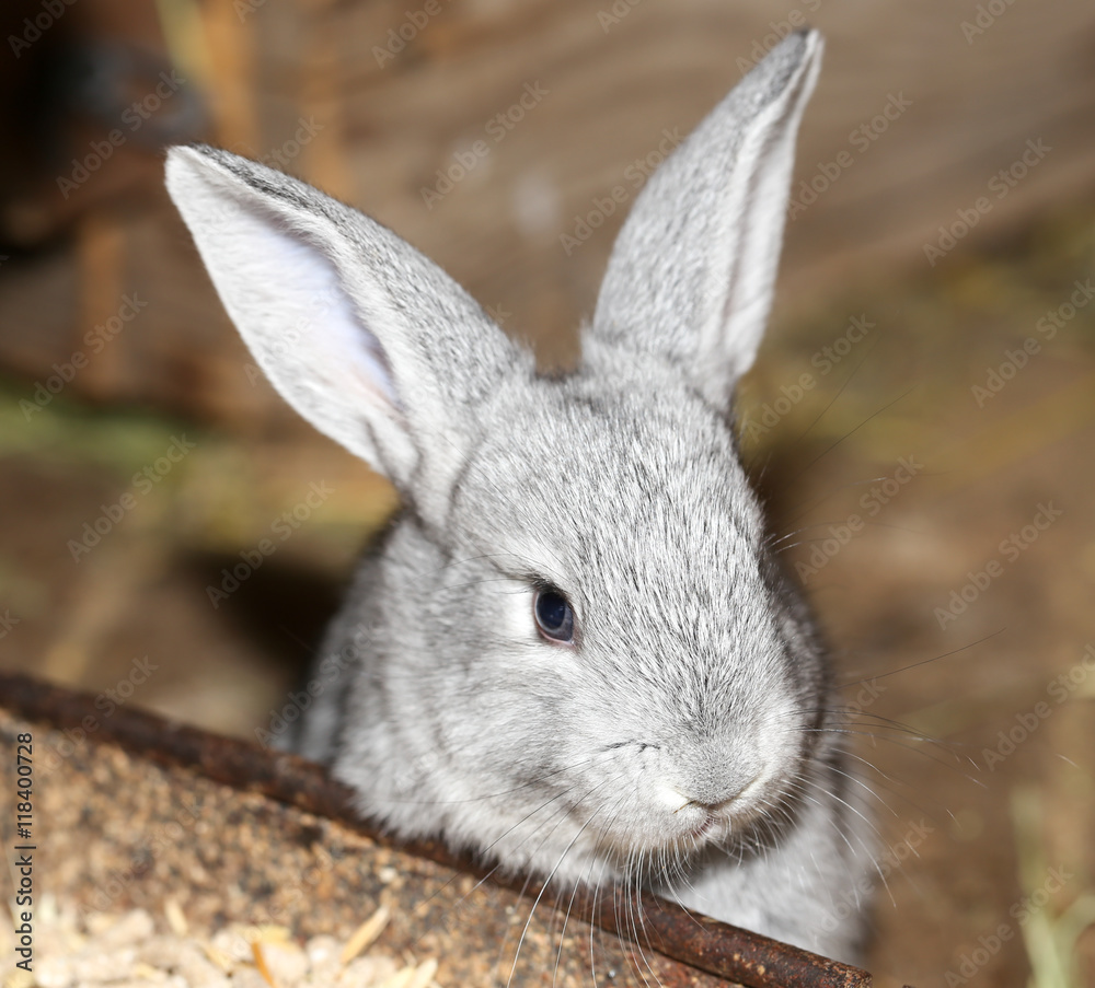Fototapeta premium beautiful rabbit on the farm
