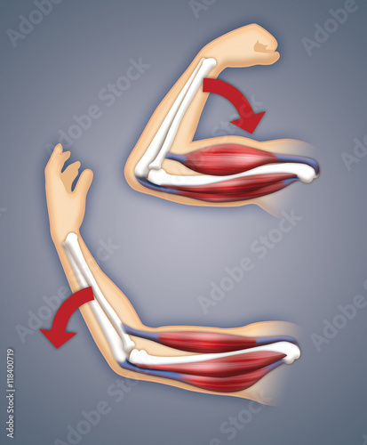 Upper arm muscles