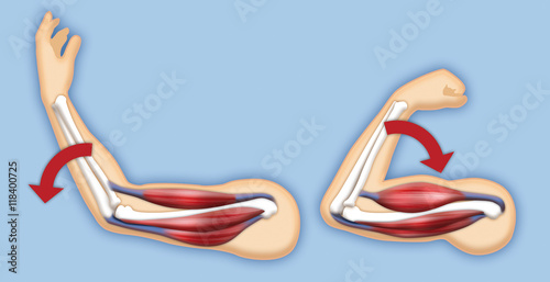 Upper arm muscles photo