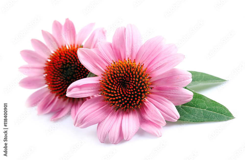 Fototapeta premium Kwiaty Echinacea z bliska