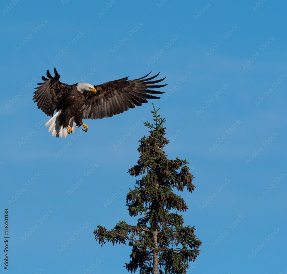 Obraz premium bald eagle landing in a tree