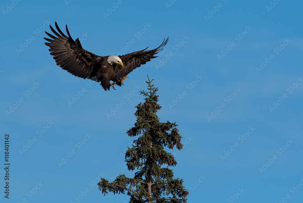 Obraz premium bald eagle landing in a tree