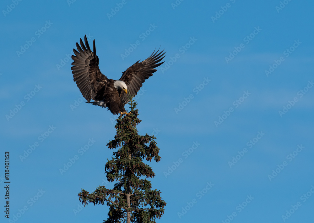 Fototapeta premium bald eagle landing in a tree