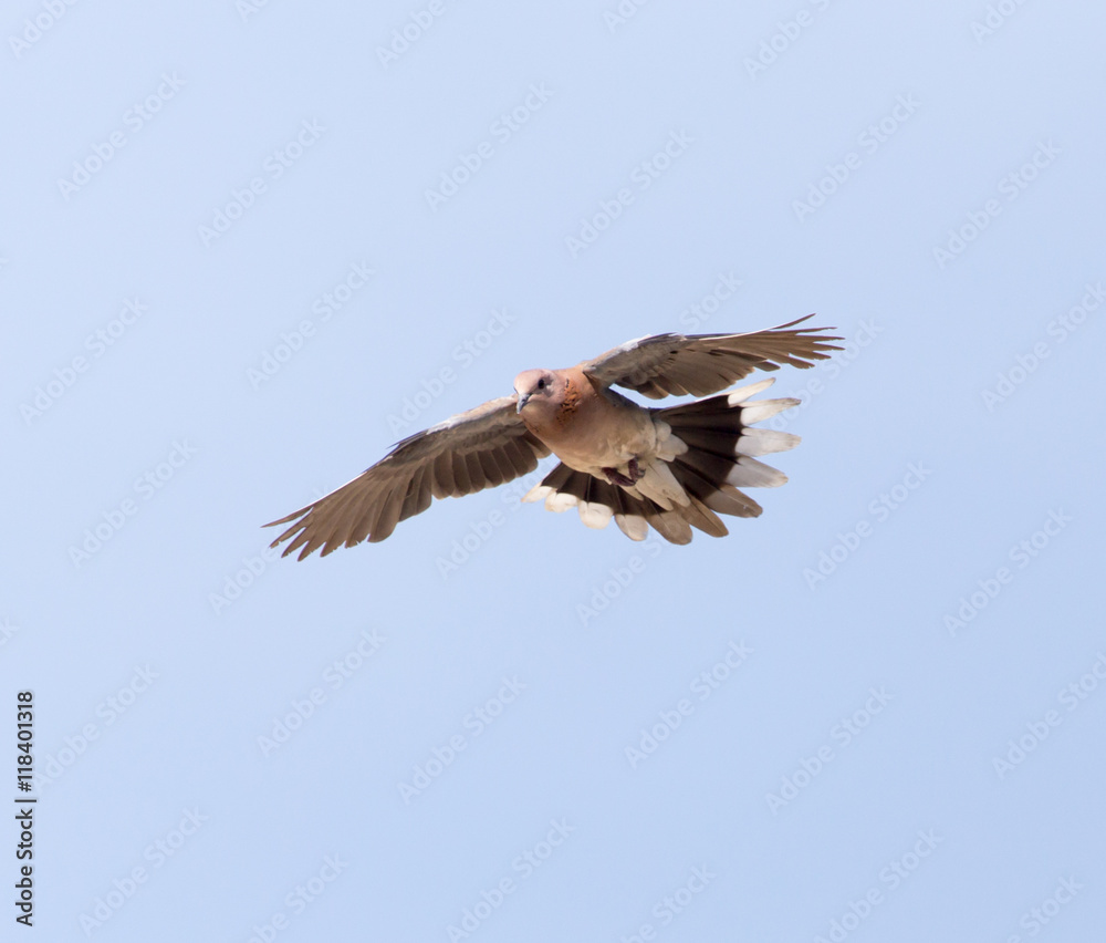 Obraz premium Dove in flight against a blue sky