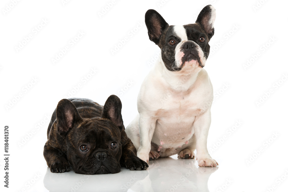 Französiche Bulldogge Französiche Bulldogge