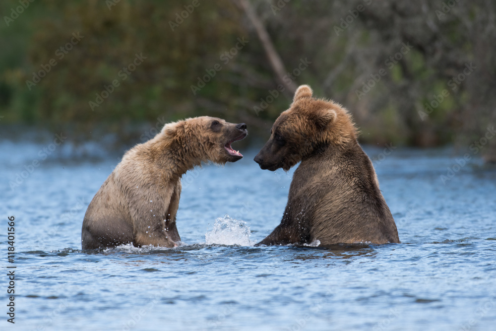 Obraz premium Two Alaskan brown bears playing