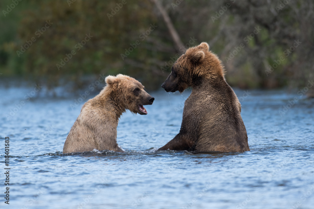 Obraz premium Two Alaskan brown bears playing