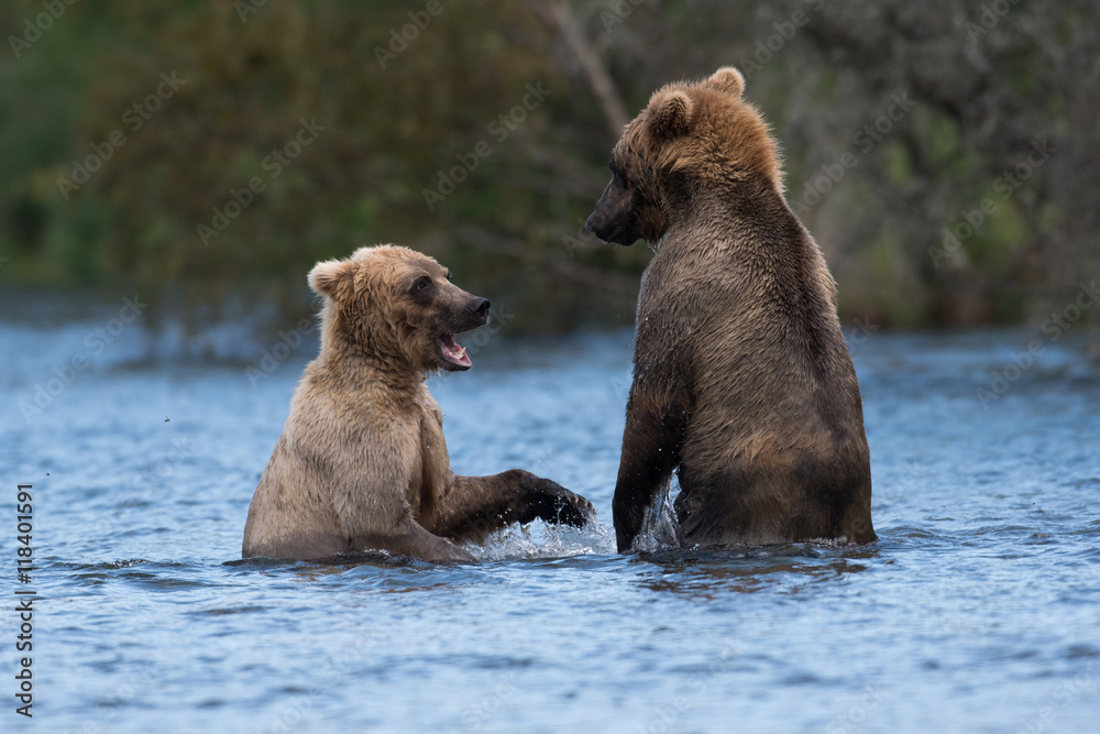 Two Alaskan brown bears playing Two Alaskan brown bears playing