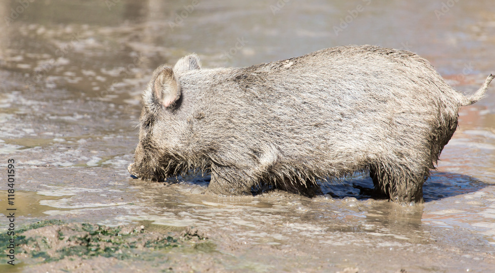 wild boar in the mud in the zoo wild boar in the mud in the zoo