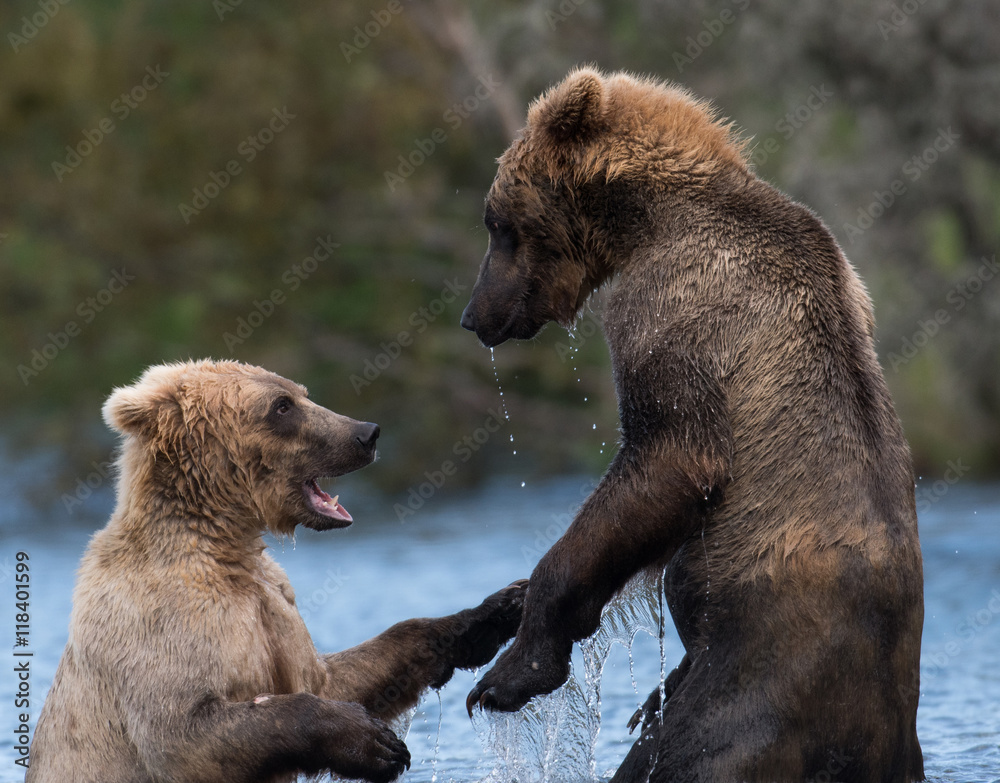 Obraz premium Two Alaskan brown bears playing