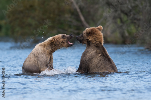 Two Alaskan brown bears playing