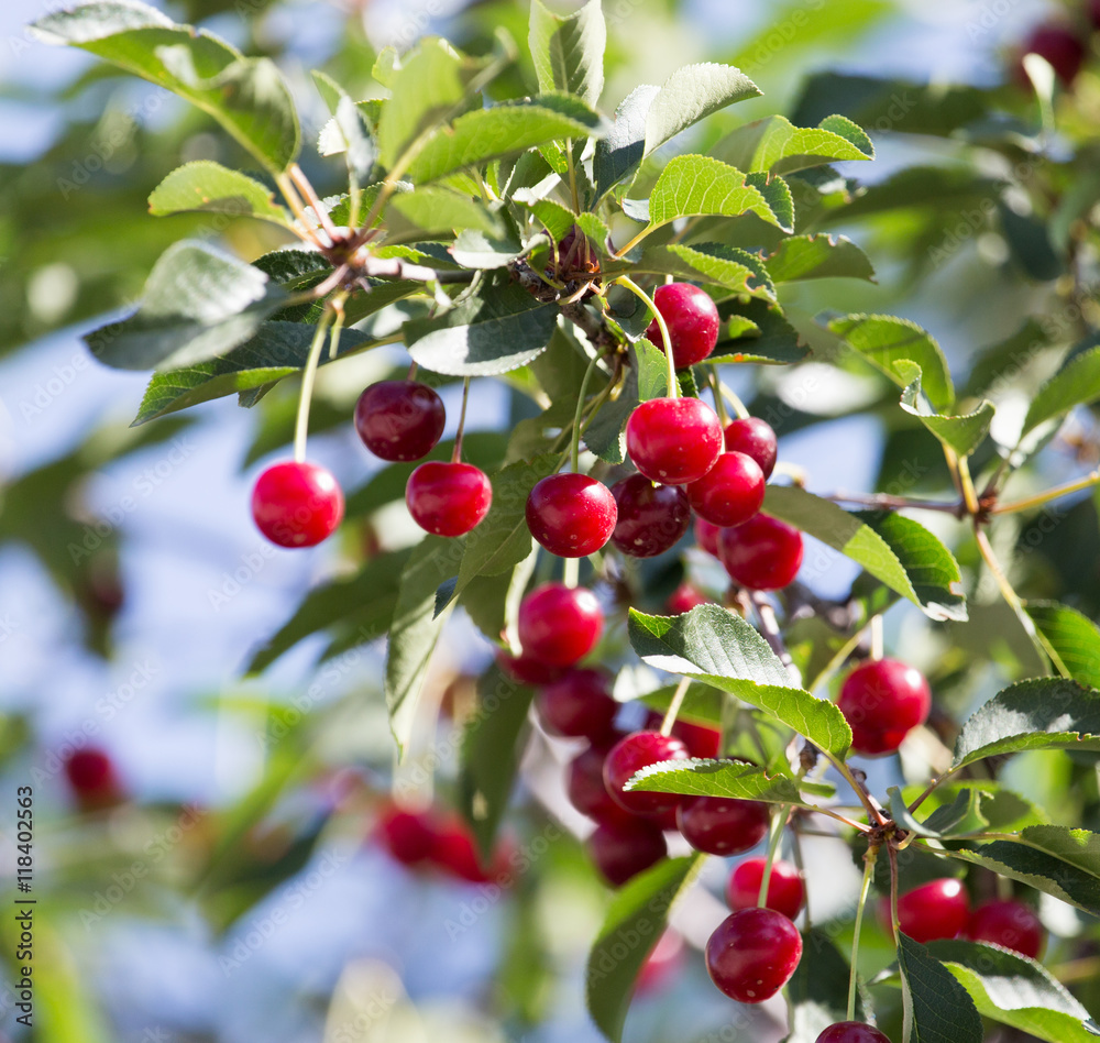 ripe cherries on the tree in nature ripe cherries on the tree in nature