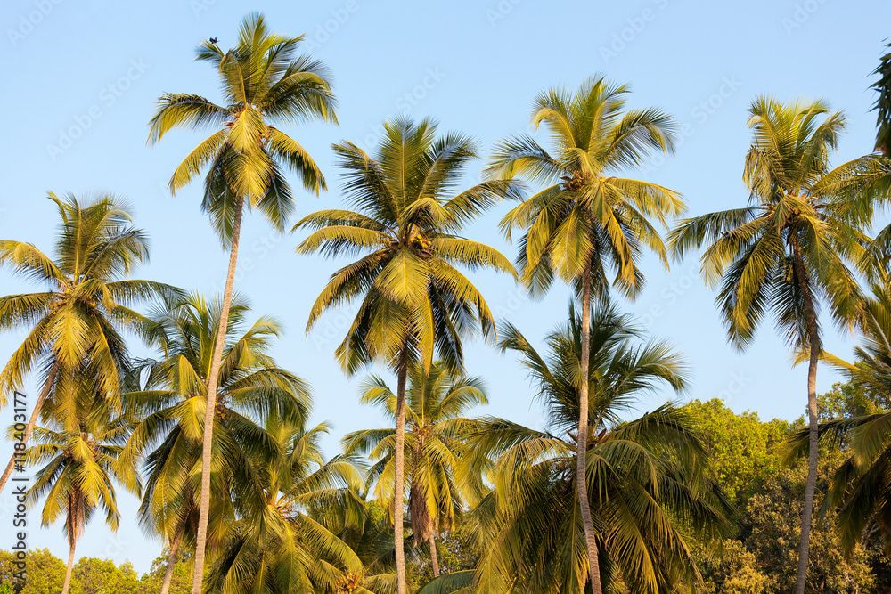 Fototapeta premium coconut palm trees
