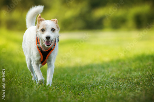 Fototapeta Naklejka Na Ścianę i Meble -  Terrier