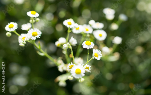 small daisies in nature © schankz