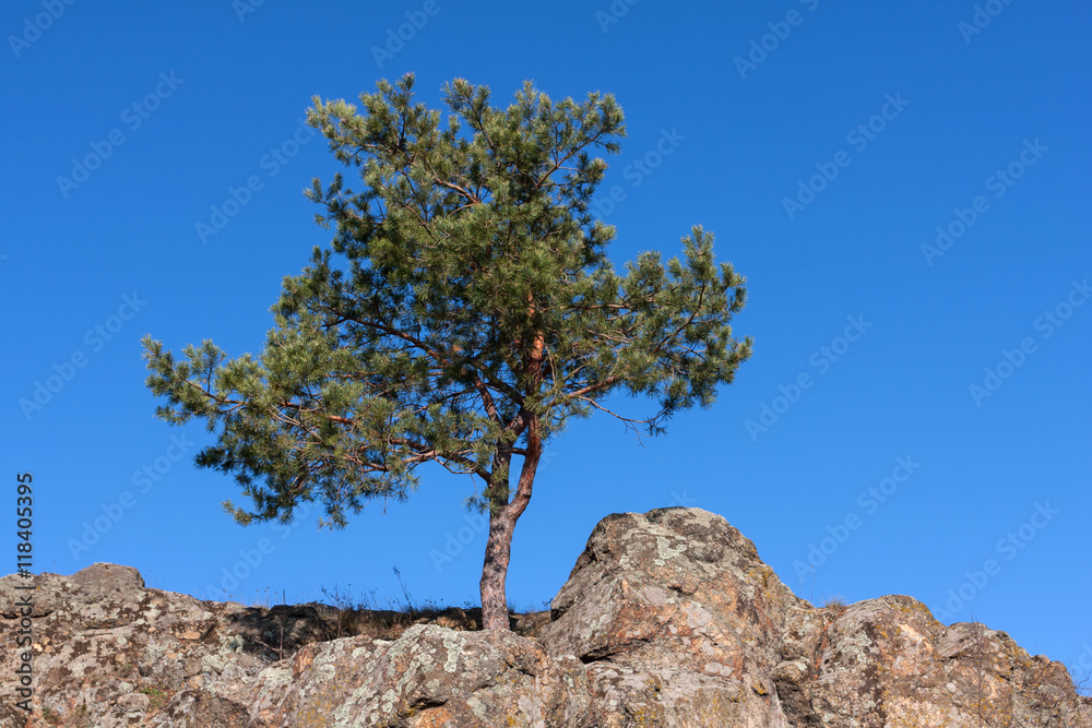 alone pine tree in mountains