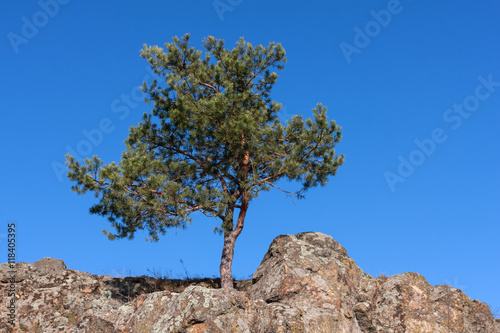 alone pine tree in mountains