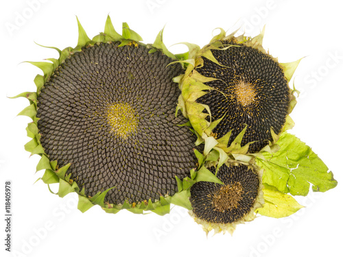 useful ripe flowers sunflower