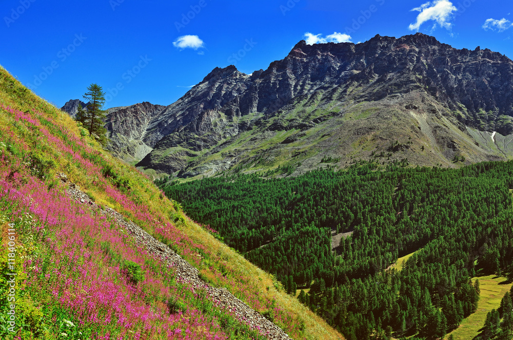 Alpien mountains with violet flowers
