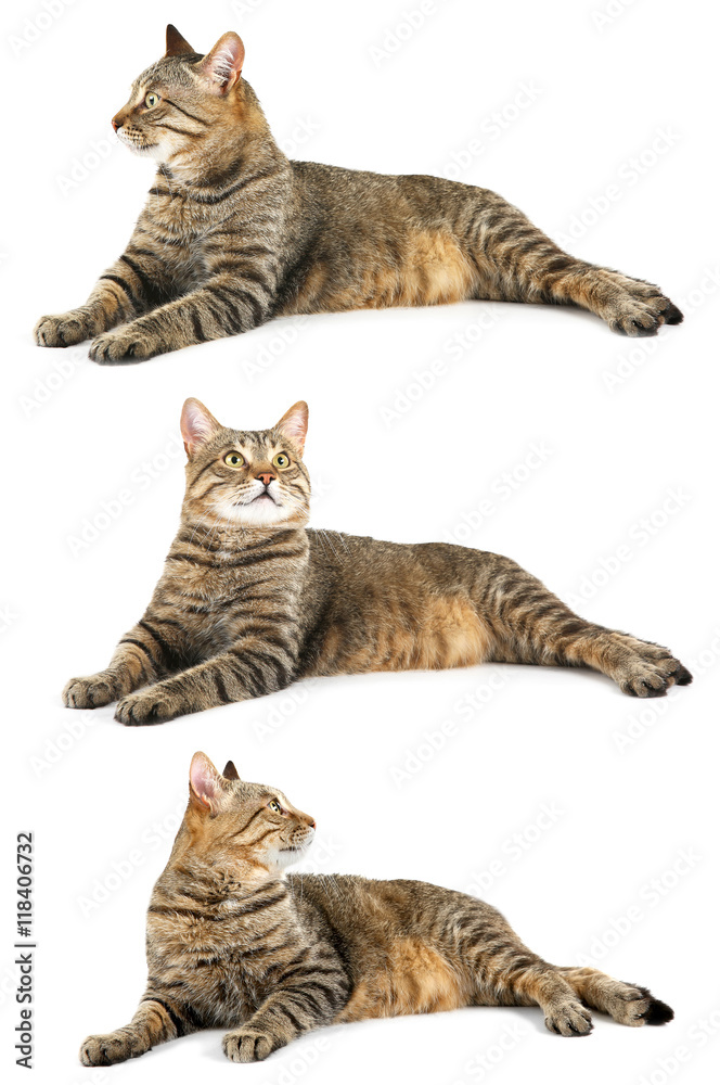 Obraz premium Cute cat collection, isolated on white
