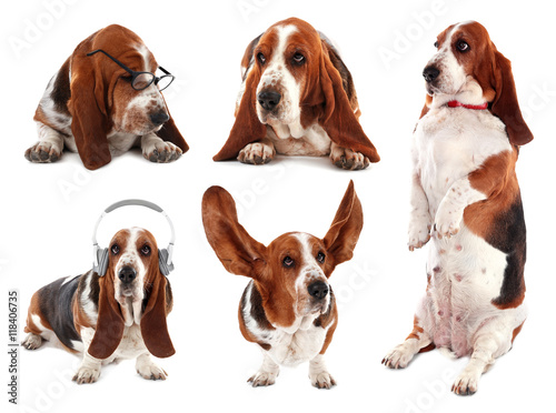 Basset hound dog collection on white background