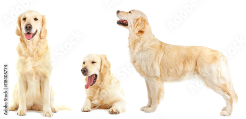 Golden retriever collection, isolated on white