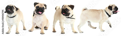 Fotografia Funny, cute and playful pug dog collection isolated on white