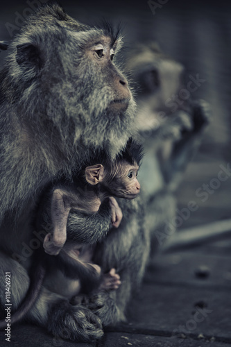 Affe mit Baby. Das Bild wurde im Monkey Forest (Bali/Ubud) aufgenmmen.
