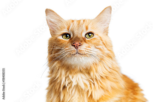 Happy Smiling Orange Tabby Cat