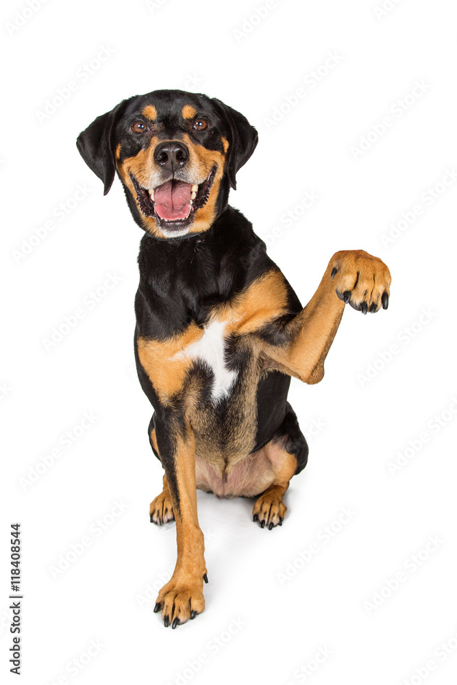 Large Happy Dog Lifting Arm Up