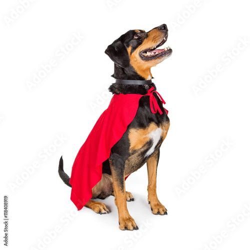 Fototapeta Naklejka Na Ścianę i Meble -  Superhero Dog Sitting to Side Looking Up