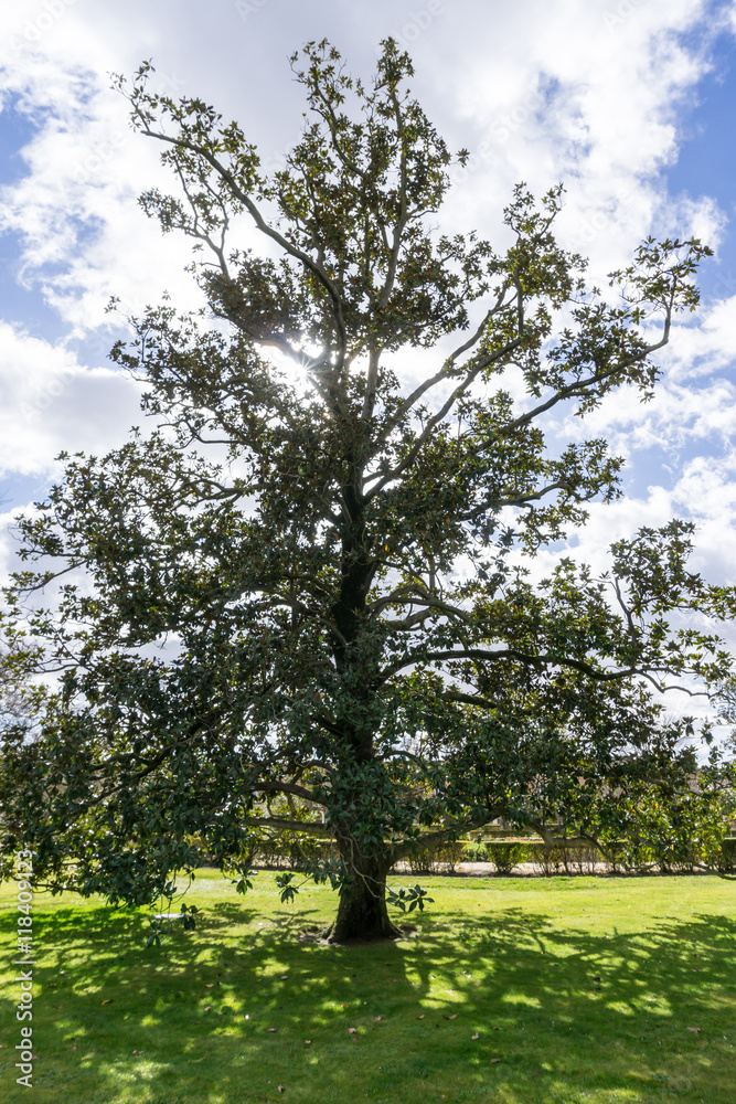 Obraz premium Sunlight through a big tree in garden