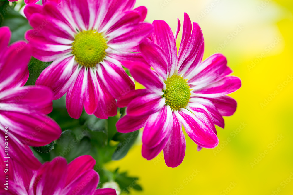 Pink chrysanthemum on yellow backgrounds. Pink chrysanthemum on yellow backgrounds.
