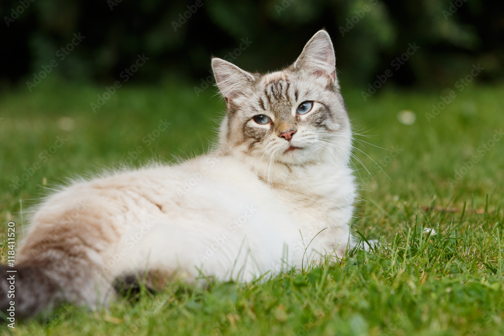 Norwegische Waldkatze