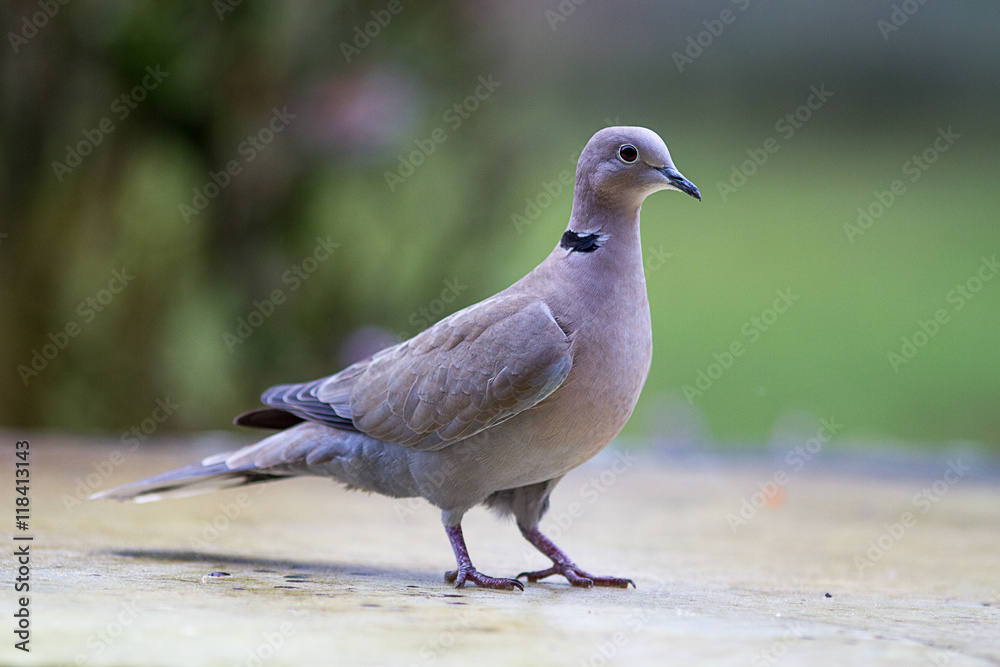 collared turtle-dove, European migratory big bird over green background collared turtle-dove, European migratory big bird over green background