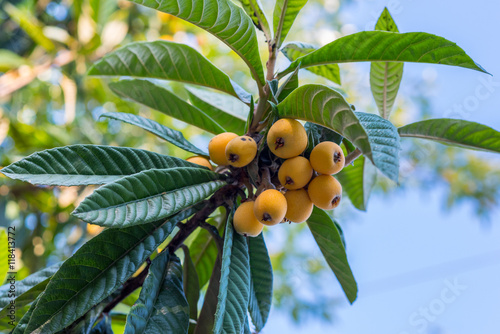 Loquat (Eriobotrya japonica), fruits on a branch with leaves. The end of May, Kutaisi, Georgia photo
