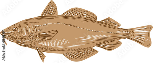 Atlantic Cod Codling Fish Drawing photo