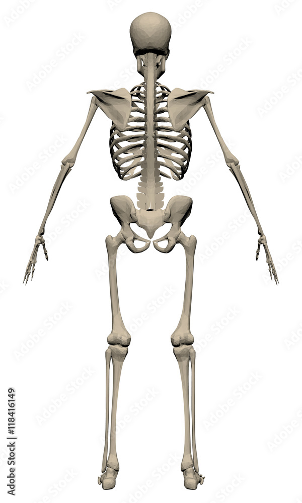 Skeleton Skeleton