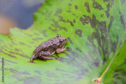 tadpoles or Baby frogs on a leaf