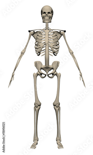 Skeleton