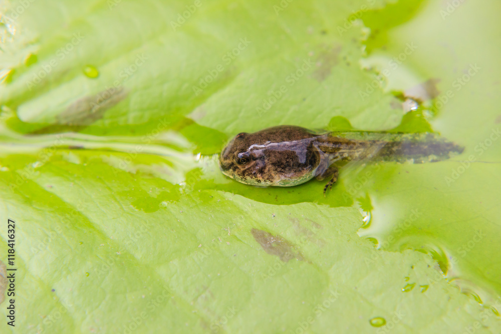 Obraz premium kijanki na liściu lotosu