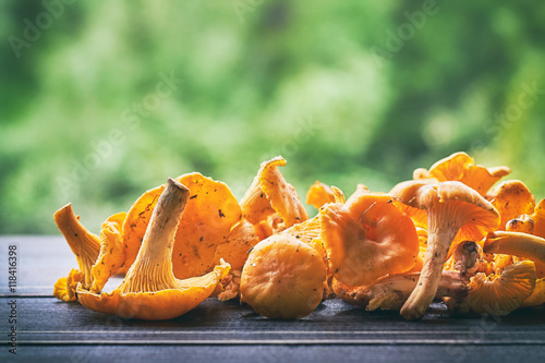 Freshly picked chanterelle mushrooms on wooden table against green blurry background. Plenty of copy space