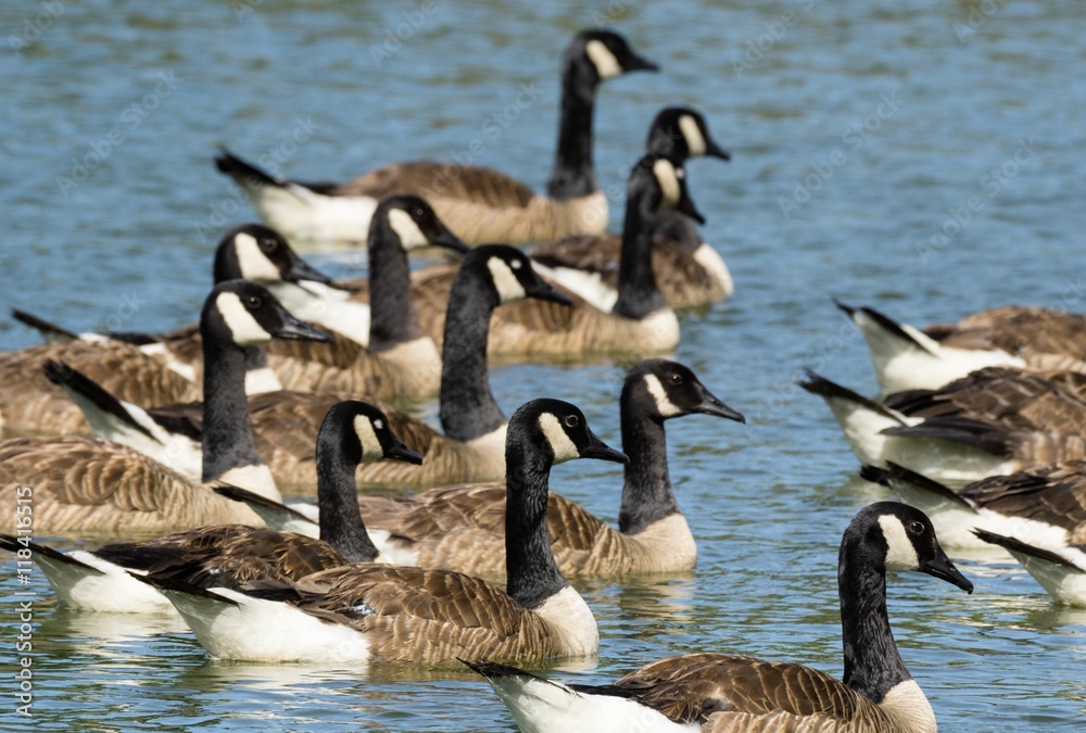 Obraz premium canada goose