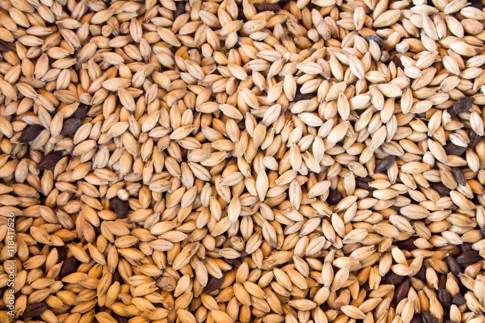 Full frame beer brewing malted barley Full frame beer brewing malted barley