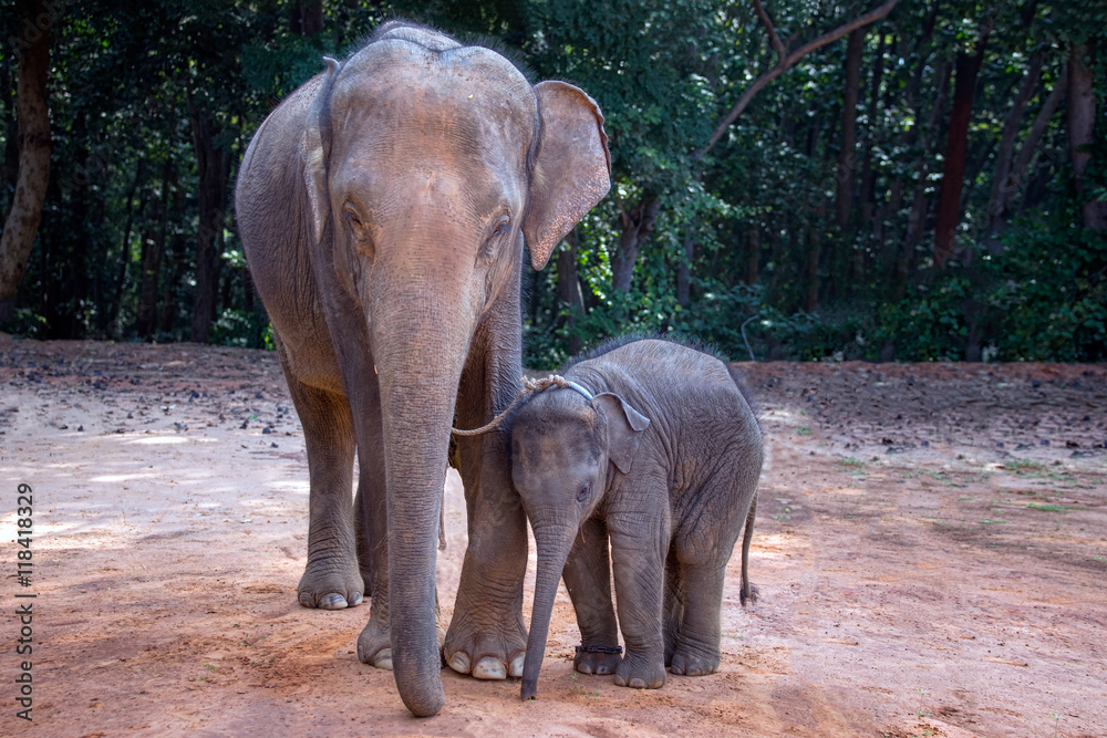 Fototapeta premium Asian elephant mother and child