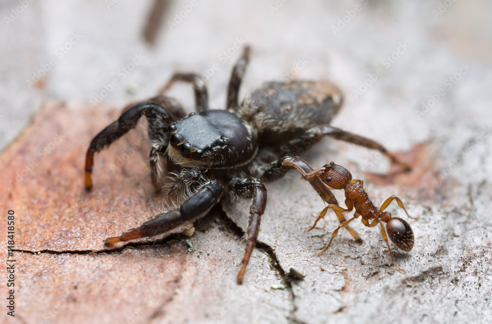 Myrmica ant attacking Fencepost jumper, Marpissa muscosa on bark Myrmica ant attacking Fencepost jumper, Marpissa muscosa on bark
